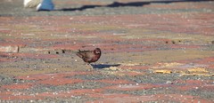 Carpodacus formosanus
