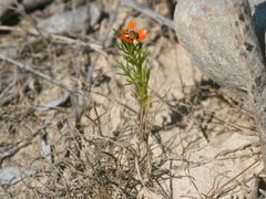 Adonis aestivalis parviflora