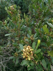 Searsia lucida