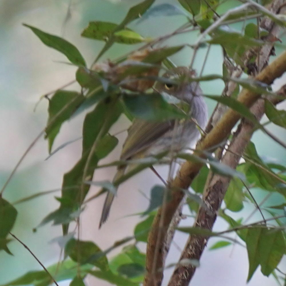 Drab-breasted Bamboo-tyrant
