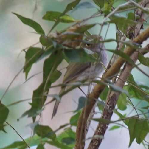 Drab-breasted Bamboo-tyrant