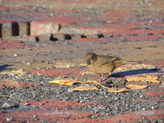 Carpodacus formosanus