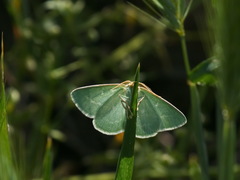 Thetidia smaragdaria