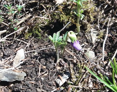 Viola dissecta