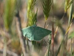 Thetidia smaragdaria