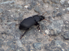 Harpalus tardus
