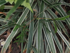 Ophiopogon jaburan