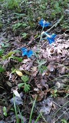 Delphinium alabamicum