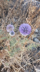 Echinops adenocaulos