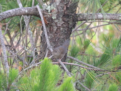 Locustella alishanensis