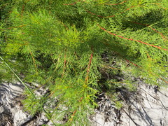 Serruria foeniculacea