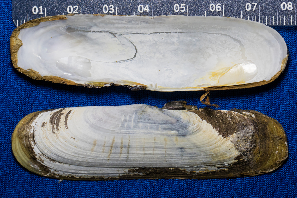 California Jackknife Clam