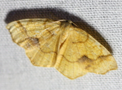 Nematocampa brehmeata
