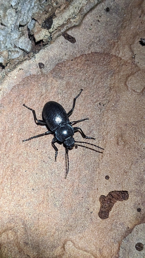 Euboeus laticollis