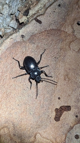 Euboeus laticollis