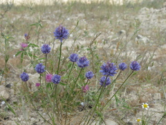 Allium ascalonicum, photograph (c) Nachman bones, some rights reserved (CC BY)