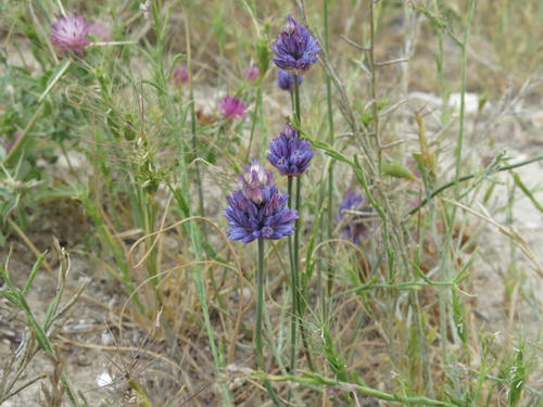 Allium ascalonicum, photograph 2
