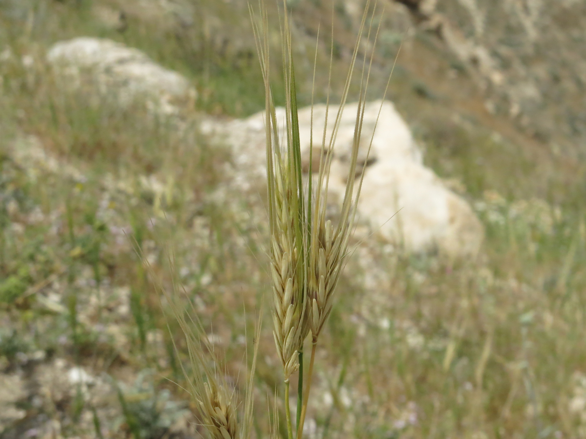 Wild Emmer (Triticum dicoccoides)