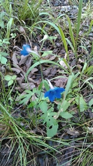 Delphinium alabamicum