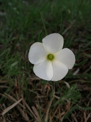 Oxalis bifurca