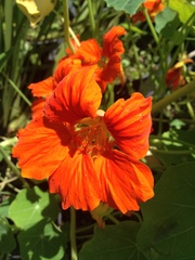 Tropaeolum majus