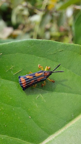 Temnocthispa