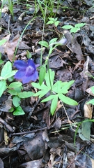 Delphinium alabamicum
