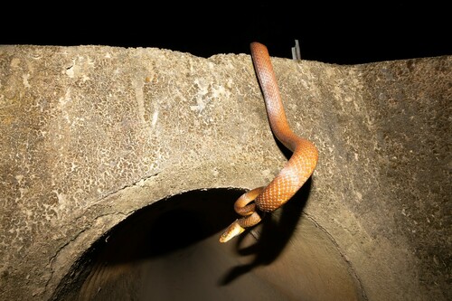 Brown Tree Snake sighting
