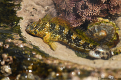 Coryphoblennius galerita