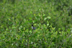 Sakesphorus canadensis