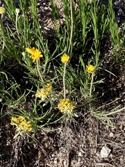 Lithospermum incisum