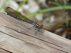 Argia funebris