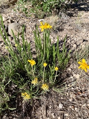Lithospermum incisum