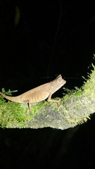 Brookesia superciliaris