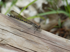 Argia funebris