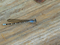 Argia funebris