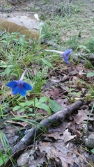 Delphinium alabamicum