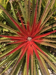 Bromelia humilis