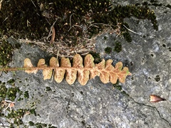 Asplenium ceterach image
