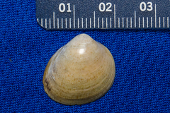 Laevicardium substriatum