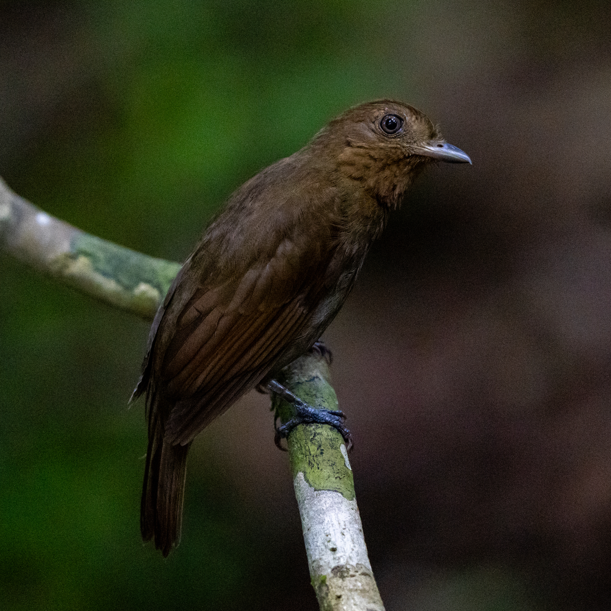 Russet-winged Schiffornis illustration