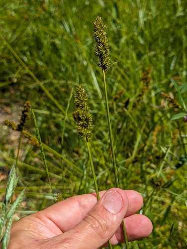 Dense sedge (Carex densa)