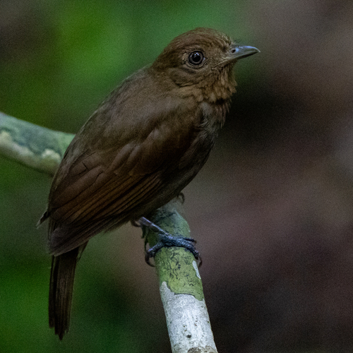Russet-winged Schiffornis (Schiffornis stenorhyncha)