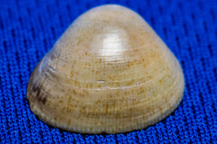 Laevicardium substriatum