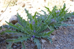 Matthiola parviflora