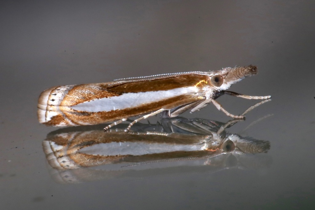 Common Grass-veneer