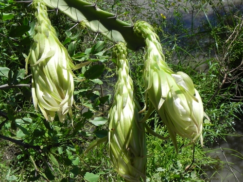 Image of Harrisia bonplandii by (c) Thomaz Ricardo Favreto Sinani, some rights reserved (CC BY)