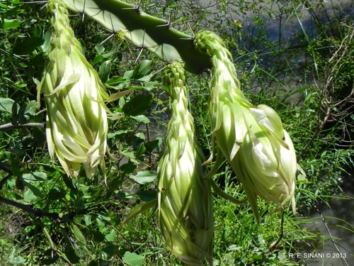Image of Harrisia bonplandii by (c) Thomaz Ricardo Favreto Sinani, some rights reserved (CC BY)