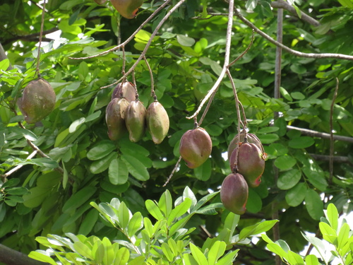 Vatairea guianensis (Vatairea guianensis)
