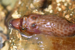 Lepadogaster purpurea